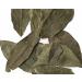 Dried Avocado Leaves Hojas de Aguacate Seco Avocado Leaves Tea: 4 oz (113 g) - Buy Online on GoSupps.com