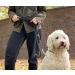 Leitengr n Dog Leash Derby | 2m Adjustable Nylon Leash for Medium to Large Dogs | Classic Black Dark Dove | Durable & Flexible Design - Buy Online on GoSupps.com
