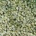 Organic Costa Rican Tarrazu Green Coffee Beans - Grand Parade Coffee 3 lb Unroasted - La Amistad Single Origin - Buy Online on GoSupps.com