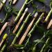 Buy The Humble Co. Bamboo Tongue Cleaner | Ultra Soft & Biodegradable | Vegan & Dentist Recommended | Eco-Friendly Oral Care - Buy Online on GoSupps.com