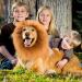 Lion Mane For Dog Lion Mane Costume For Dog Lion Mane For Dogs Large Dog Lion Mane Black Realistic Lion Mane Wig For Head Circumference 6/11/14.5inch (coffee M-11inch) M-11inch coffee - Buy Online on GoSupps.com