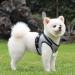 Shop XS Gray Cat Leash Set - Adjustable Polyester Vest & Dishes with Reflective Stripes for Cats & Kittens - International Shipping Available - Buy Online on GoSupps.com