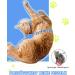 Supet Adjustable Cat Dishes Set for Large & Small Cats - Cat Leash & Dishes for Walking - Blue (Chest Size: 25.5-40.5cm) - Buy Online on GoSupps.com