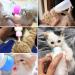 Shop 60 ml Pet Milk Bottle Kit - Includes Cleaning Brush & 3 Nipple Sizes for Kittens & Small Animals - Buy Online on GoSupps.com