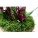 SuperMoss 26912 Preserved Spanish Moss 8oz - Natural Grass for Crafts and Decor - Buy Online on GoSupps.com