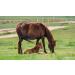 Devil's Claw Liquid for Horses Ponies & Dogs | 1L Natural Supplement Scheidler Horse-Direkt - Buy Online on GoSupps.com
