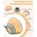 Supet Rewrise Adjustable Cat Collar Cone for Surgery Recovery | Orange | Fits 21.5-30.5cm Neck | Ideal for Dogs & Cats - Buy Online on GoSupps.com