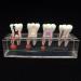 Dental Teeth Model for Endodontic Treatment - 4-Stage Teaching Aid for Studying Internationally - Buy Online on GoSupps.com