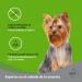 MD10 Yorkshire Terrier Dog Shampoo - Long Hair Dog Shampoo - Dog Shampoo - Anti-Itch Dog Shampoo - Dog Shampoo - Buy Online on GoSupps.com