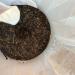 Th Puer Sheng (cru) Bio Simao G teau 2021 357gr - Tea Soul - Buy Online on GoSupps.com
