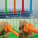 10 PCS Bird Perch Stands Universal Bird Perches Holders Birdcage Stands Canary Finch Budgie Cage Plastic Holder Stick for Birds Finch Canary Budgie Parakeets Cockatiels Cage Corner Paw Rest - Buy Online on GoSupps.com