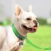 Joytale Softly Padded Neoprene Dog Collar for Small Dogs - Reflective Nylon Wide Collar in Green - 1 Pack - Buy Online on GoSupps.com