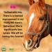 Aviform EQUABLE | Natural Horse Calmer Supplement | 1Kg Compostable Pouch | Relieves Stress and Enhances Focus | Express Delivery Available - Buy Online on GoSupps.com