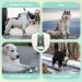 Buy Slowton Waterproof Dog Shoes - Non-Slip Paw Protection Boots for Small & Medium Dogs - 4 Pack Reflective Velcro Fasteners - Winter Green Size 6 (Width 6.5 cm) - Buy Online on GoSupps.com