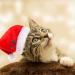 3 PCS - Cat Santa Hat with Jingle Bells Collar & Bow Tie Christmas Costume Set - Adjustable Xmas Outfit for Pets - Buy Online on GoSupps.com