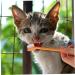 DOITOOL Pet Toothbrush 10pcs Tooth Nylon -head Brush Toothbrush Cat Supplies Pets Teeth Handheld Puppy for Oral Pet Toothpaste - Buy Online on GoSupps.com