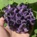Amethyst Amethyst Cluster Quartz Crystal VUG Specimen 1pc - Buy Online on GoSupps.com