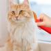 Itrimaka Pet Haircut Tool - Ladybugdhargung Comb & Fur Care Brushes for Long-Haired Pets - Red Depilatory Tools - Buy Online on GoSupps.com
