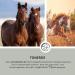 Annimally Clay Horse 2kg - Herbal Muscle Relief Clay Paste for Horses | Soothing & Relaxing - Buy Online on GoSupps.com