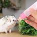 Jeanoko 2PCS 30ML Baby Bottle Feeder for Hamsters Super Small Hedgehog Squirrel Chinchilla Pet Newborn Hamster Nurser Puppy Kittens Nursing Feeding Water Milk(Pink)