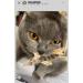 Purrs Lizard attachment- Fits PurrSuit Frenzy & DaBird wand Cat Toys - Buy Online on GoSupps.com