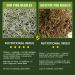 Organic Dried Pine Needle Tea Bags - 30 Natural Caffeine-Free Triangle Teabags for Immunity Support - Buy Online on GoSupps.com