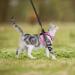WD&CD Cat Harness and Leash Set Escape Proof Cat Harness Adjustable Soft Cat Walking Jackets with Retractable Cat Leash For Pet Puppy Pink Medium Medium Pink - Buy Online on GoSupps.com