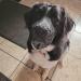 Dog Muzzle Muzzle for Large Dogs Dog Muzzles Large And Small Soft Dog Muzzle Small Dog Muzzle Basket Muzzle for Large Dogs Ultimate Comfort and Safety Elevate Training Experienc - Buy Online on GoSupps.com