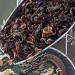 Mrs. Tea Muscatel Dragon Oolong Tea 40g | Premium Chinese Oolong from Yunnan | Jin Xuan Cultivar - International Shipping Available - Buy Online on GoSupps.com