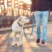 Molain 24-Piece Cat Bells & Dog Collar Bells - Gold Training Accessories for Pets | Perfect for Festivals & DIY Projects - Buy Online on GoSupps.com