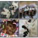 Smukdoo Puppy ID Collars 12PCS Assorted Colors Puppy Identification Collars Adjustable Puppy ID Bands for Pet - Buy Online on GoSupps.com