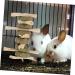 Levemolo Rabbit Biting Playthings Wooden Rabbit Chew Snack Animals Chewing Playthings - Buy Online on GoSupps.com