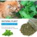 Osdue 100% Natural Catnip - Fillable Bags for Cat Toys Training & Games (50g) | Premium Catnip Mix for Scratching Trees & Beds - Buy Online on GoSupps.com