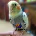 Buy Parrot Flight Suits - Protective Clothing for Birds | International Shipping - Buy Online on GoSupps.com