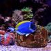 Premium Aquarium Decorations - Resin Barrel Cave Ornaments for Shrimp & Fish - Underwater Landscapes - Buy Online on GoSupps.com