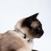 Lucybalu Premium Airtag Katzenhalsband | Tear-Resistant Nylon Cat Collar | Apple Airtag Compatible | Durable Tracker for Cats | Ideal Airtag Collar in Sand - Buy Online on GoSupps.com