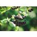 Kamelur Baies d'Aronia BIO non trait es s ch es Issu de l'agriculture UE sans sucre ajout 1 kg (Lot de 1) - Buy Online on GoSupps.com