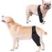 Dog Knee Brace Adjustable Dog Rear Leg Brace Soft Breathable Dog Knee Support Brace for Elderly Disabled Injured Dogs Both Back and Front Legs (M) - Buy Online on GoSupps.com