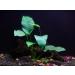 Florida 10 Species Live Aquarium Plants Bundle - Vibrant and Diverse Aquatic Flora Collection - Buy Online on GoSupps.com