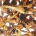 Buy EcoStar Dog Snack Chicken Feet 1kg - Healthy Treats for Dogs | 1 Pack of Chicken Feet for All Breeds - Buy Online on GoSupps.com