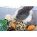 LLGLEU 2 Pcs Grass Mat for Rabbit with 4 Play Balls Pine Cone Carrot Bunny Chew Toy Natural Woven Bed Mat Molar Teeth Set for Guinea Pig Chinchilla Squirrel Hamster and Small Animal (Typ1) - Buy Online on GoSupps.com