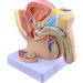Life Size Male Pelvis Anatomy Model 1:2 - Detailed Reproductive System & Prostate Model for Educational Display - Buy Online on GoSupps.com