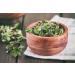 Common Bearberry Leaf Tea | Arctostaphylos Uva-Ursi | Raisin D'Ours Feuille Tisane | Health Embassy (50g) - Buy Online on GoSupps.com