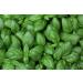 Sicilian Basil - Volcanic Grown - Extra Virgin Olive Oil  - Buy Online on GoSupps.com