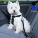 Ggisui 2pcs Adjustable Dog Seat Belt - Safety Belt for All Dog Breeds & Cats | Travel Accessories (42-70cm) - Black & Blue - Buy Online on GoSupps.com