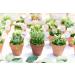 Shop Succulents | Unique Collection of Hand-Selected Mini Succulents - 20 Pack - Buy Online on GoSupps.com