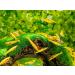 Forest Aquatics Moss Covered Log Shrimp Cave - Buy Online on GoSupps.com