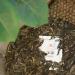 Pu-erh tea 2021 Lan Yun 357g Raw - Buy Online on GoSupps.com