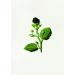 ApotheCARE Essentials Phytoyoung Firming Serum 1 Fl Oz - Anti-Aging Skin Care for Youthful Glow | International Shipping Available - Buy Online on GoSupps.com