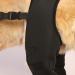 Rear Leg Knee Brace - Dog Leg Support Brace |Dog Acl Knee Brace | Canine Dog Wrist Brace Splint | Dog Hip Brace Support | Rear Leg Knee Brace | Protect Wounds | Prevent Injuries For Small Medium Dogs - Buy Online on GoSupps.com